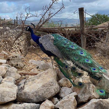 شقة كوستوناتشي  في Kleines Refugium Unter Palmen. المظهر الخارجي الصورة